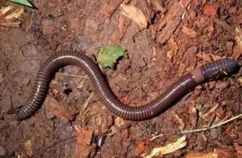 1斤蚯蚓一年繁殖多少（1斤蚯蚓一年繁殖多少斤）