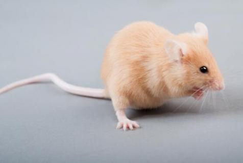 一只老鼠腐烂要多久 一只老鼠腐烂要多久才能好