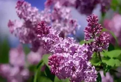 为什么丁香花叫狗牙花 为什么丁香花叫狗牙花不叫