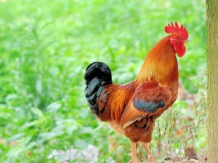 为什么蛇打不过公鸡 为什么蛇打不过公鸡呢