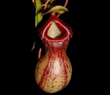 什么是葫芦猪笼草(什么是葫芦猪笼草的根)