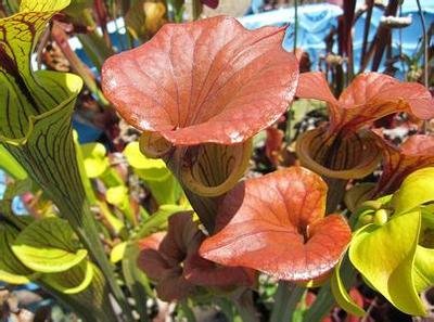 什么是帝王黄瓶子草（超大黄瓶子草）