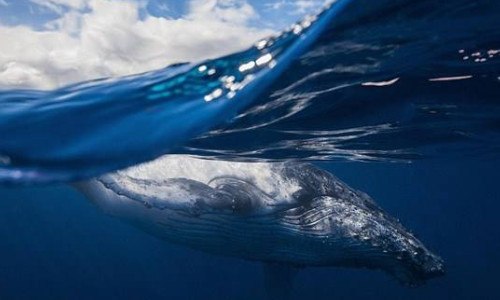 座头鲸智商多高（座头鲸智商多高可以捕鱼）