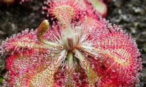 什么是爱心茅膏菜 爱心茅膏菜怎么养