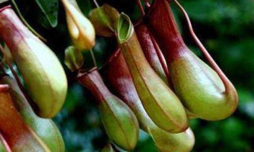 什么是白环猪笼草（什么是白环猪笼草病毒）