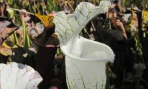 什么是白瓶子草 白瓶瓶子草