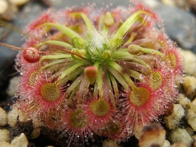 锦地罗怎样种植 锦地罗是什么植物