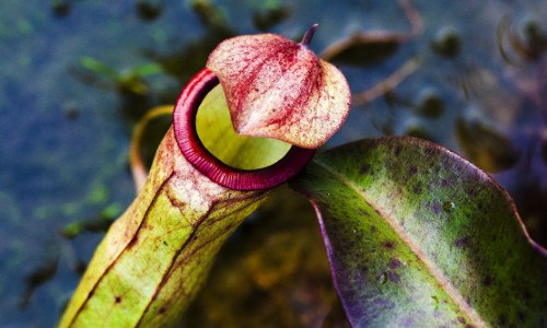 什么是盾叶猪笼草（什么是盾叶猪笼草种子）