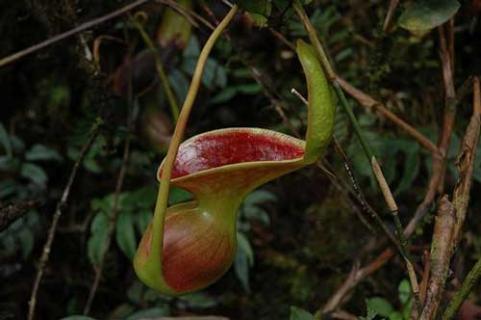 什么是劳氏猪笼草 劳氏猪笼草饲养记录