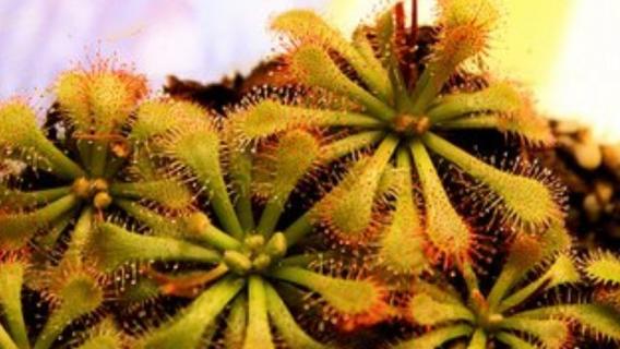 什么是勺叶茅膏菜 勺叶茅膏菜百科