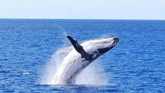 什么是小须鲸(小须鲸是最什么的鲸鱼)