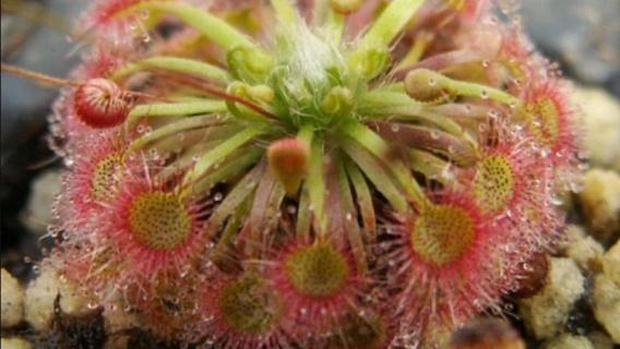 锦地罗如何开花（地锦开花吗）