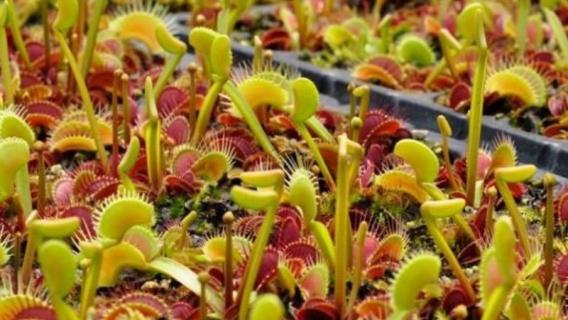 什么是巨夹捕蝇草(大力捕蝇草和巨夹捕蝇草的区别)