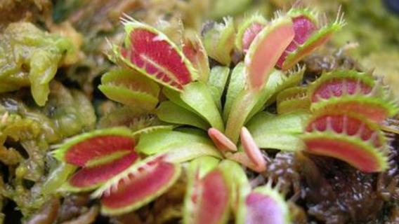 食虫草怎样驱蚊 食虫草怎样驱蚊虫