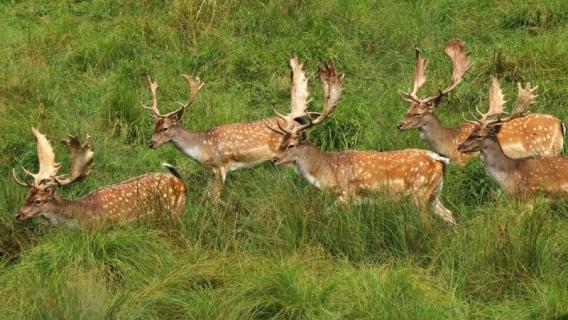 什么是黇鹿波斯亚种（鹿是什么品种）