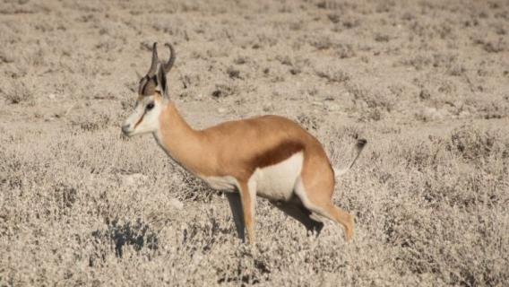 什么是跳羚（跳羚为什么跳）