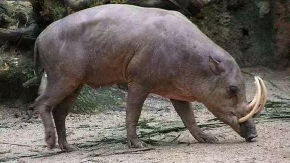 鹿豚的祖先是谁 鹿豚的祖先是谁图片