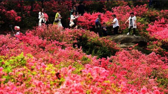 云雾山杜鹃花什么时候开（今年云雾山杜鹃花开了吗）