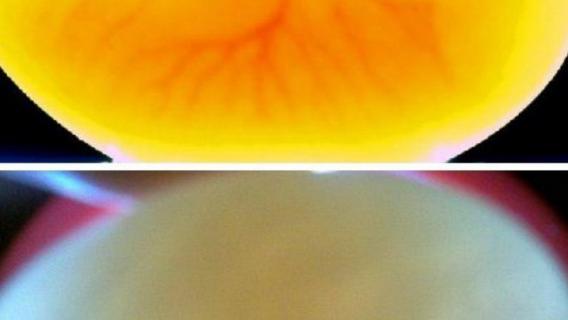 怎么看鸽子蛋有没有受精 怎么看鸽子蛋有没有受精卵