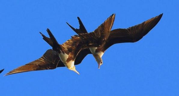 军舰鸟的天敌（军舰鸟的天敌是什么）