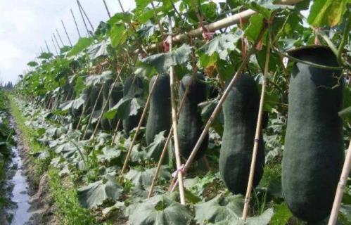 冬瓜开花不结瓜原因 冬瓜开花不结瓜原因是什么