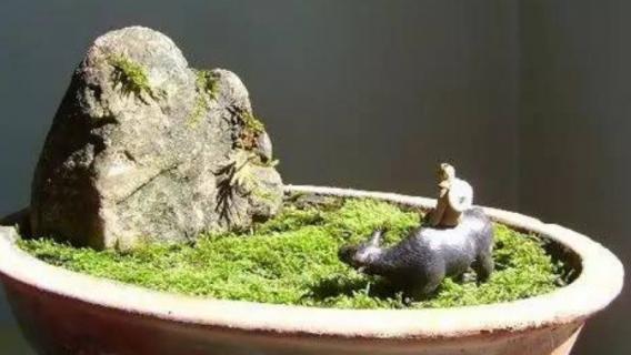 怎么用土豆做苔藓（土豆快速繁殖苔藓）