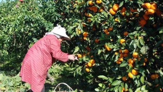 怎么种橘子（怎么种橘子籽儿?）