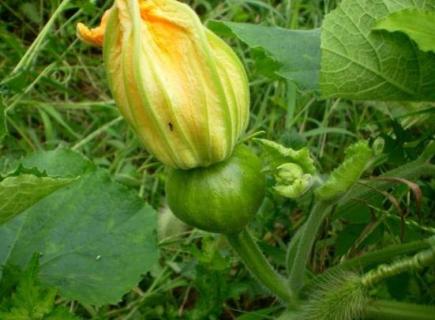 南瓜花是两性花吗（南瓜花是不是两性花）