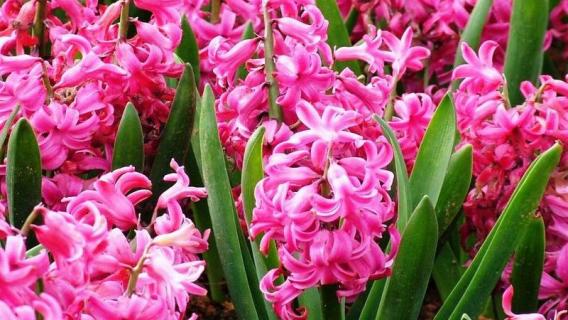 怎样防止风信子长太高（如何控制风信子长高）