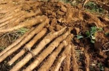 印度根菜中国能种吗 印度的菜根