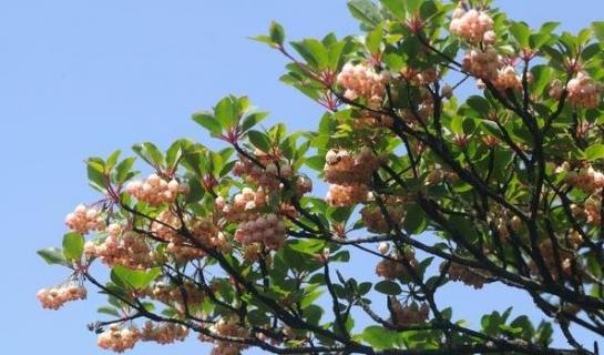 吊钟树为什么叫吊钟树（吊钟树百度百科）