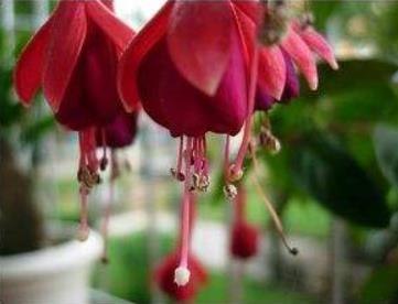 吊钟花可以用水养吗(吊钟花喜欢水吗)