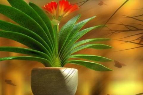 君子兰叶子下垂是什么原因 君子兰叶子下垂是什么原因如何改善