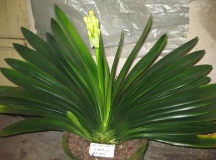 君子兰叶子怎样竖起来（君子兰叶子怎样竖起来图片）