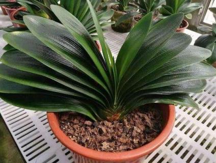 君子兰土里有小飞虫怎么办 君子兰的土壤里有许多小飞虫,这是怎么了