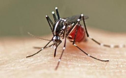 啤酒加什么可以灭蚊子（啤酒加什么可以灭蚊子药）