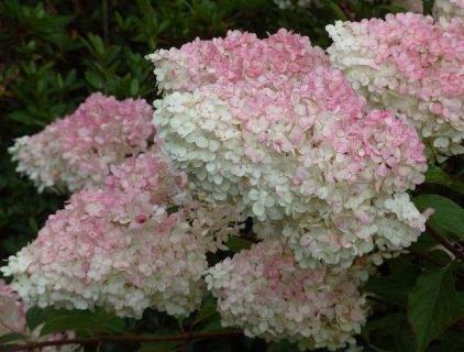 圆锥绣球一年开花几次（圆锥形绣球花花期）