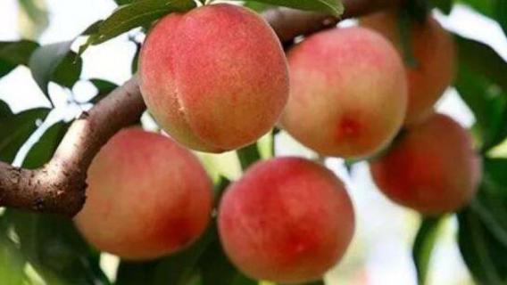 一亩桃树的成本（一亩桃树的成本是多少钱）