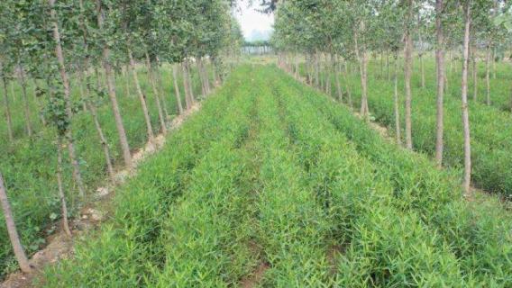 银条是什么植物（洛阳银条是什么植物）