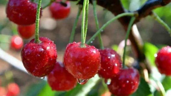 樱桃花有没有红色的 樱桃花有没有红色的花
