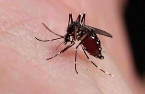 怎么灭蚊 怎么灭蚊子最有效的方法