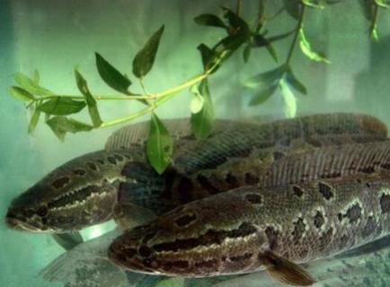 怎么看黑鱼窝 如何找黑鱼窝的图片