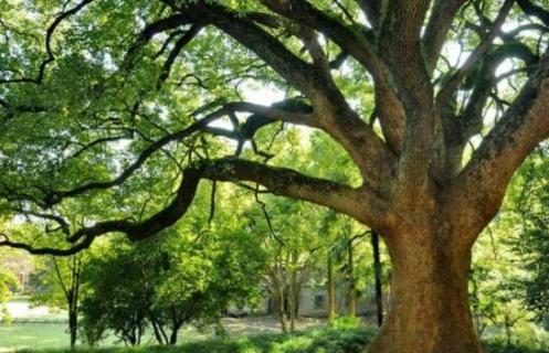 怎么辨别香樟树与樟树 香樟树是不是樟树