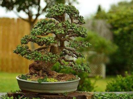 怎样做马齿苋盆景 野生马齿苋可以做盆景吗