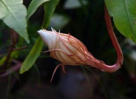 怎样防止昙花花苞掉落（怎样防止昙花花苞掉落下来）