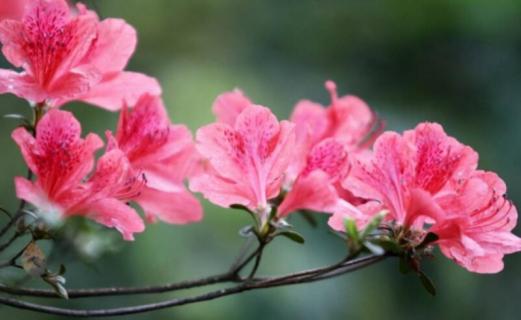 杜鹃花的主要结构 杜鹃花的主要结构是雌蕊雄蕊花瓣萼片的顺序