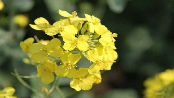 油菜花的生长变化过程（油菜花的生长变化过程图片）