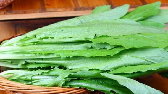 油麦菜生长温度 油麦菜生长温度是多少最合适