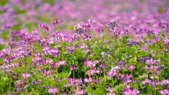 有毒紫云英什么样（剧毒性物质的紫云英）