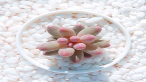 有关多肉的文艺句子 有关多肉的文艺句子有哪些